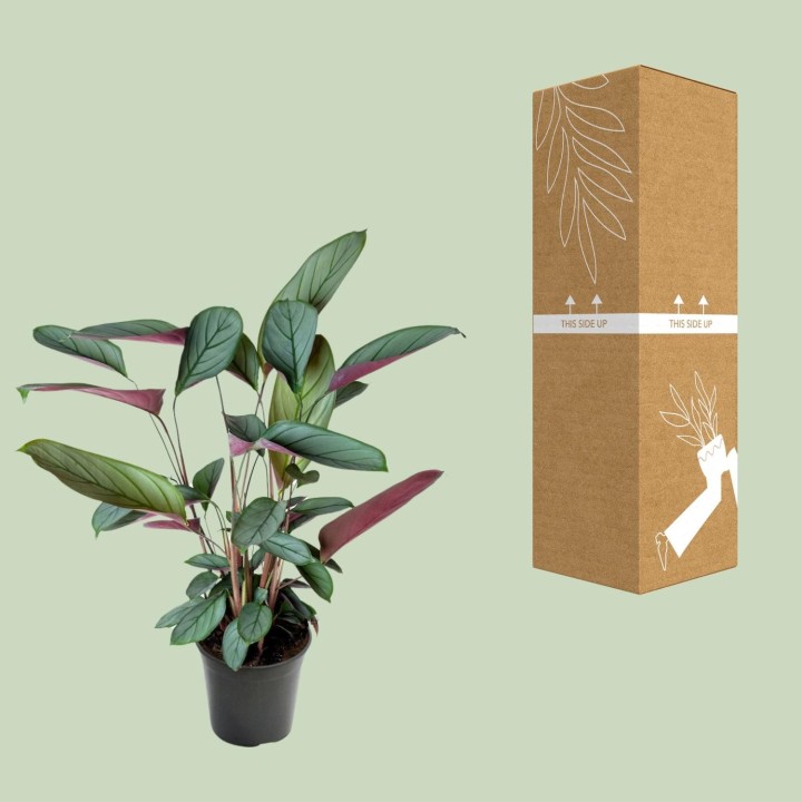 Ctenanthe Setosa - Ø17Cm - ↕60Cm