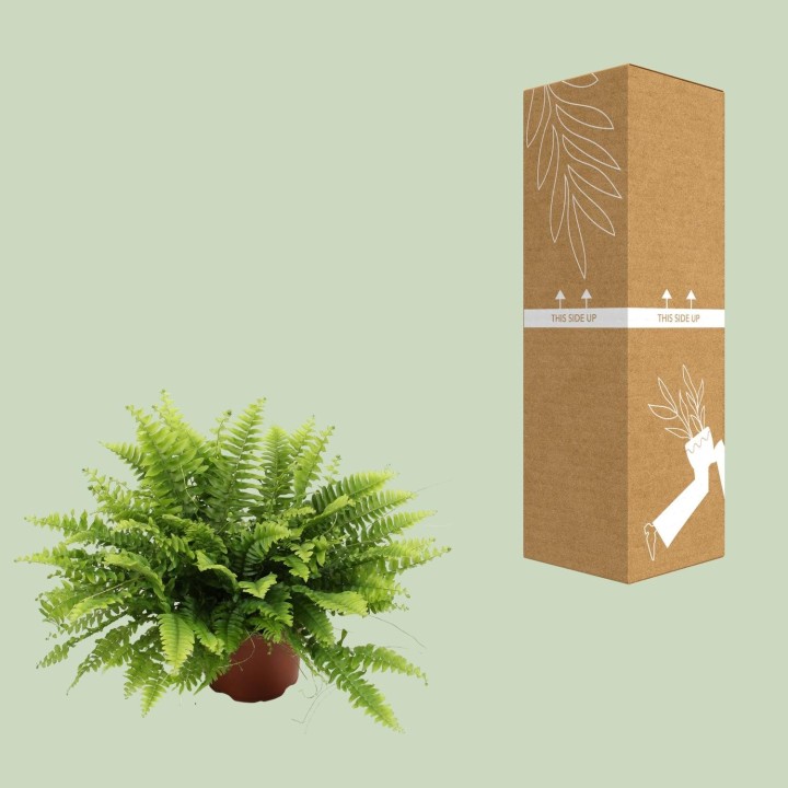 Nephrolepis Boston Green Moment - Ø12Cm - ↕20Cm