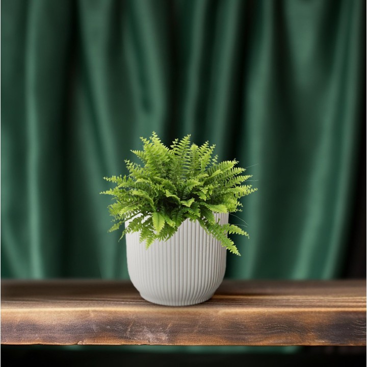 Nephrolepis Boston Green Moment - Ø12Cm - ↕20Cm