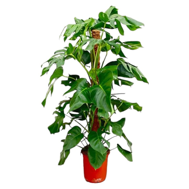 Monstera Pertusum - 130 Cm - Ø24