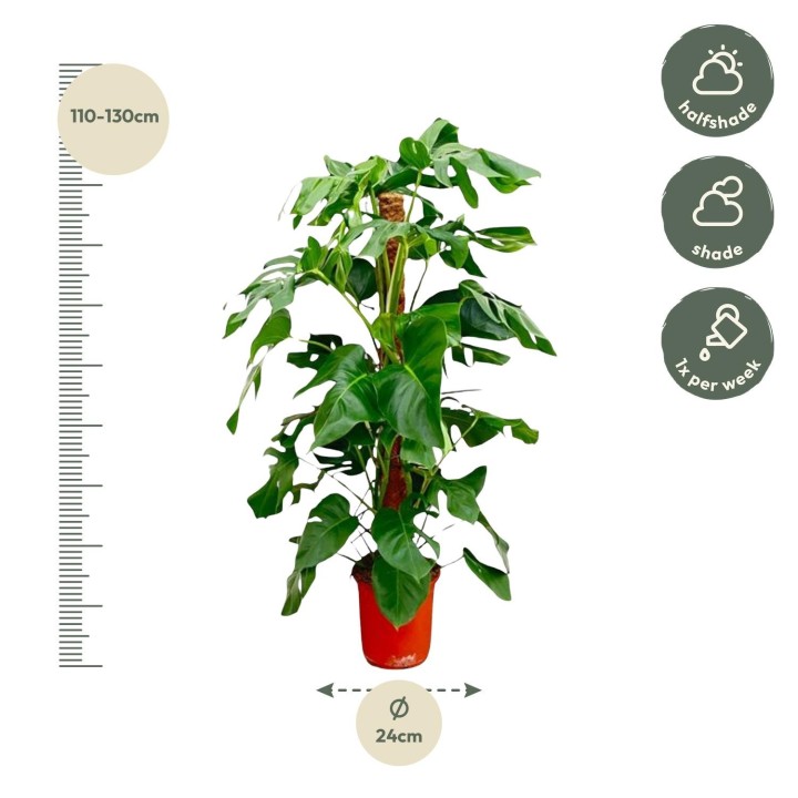 Monstera Pertusum - 130 Cm - Ø24