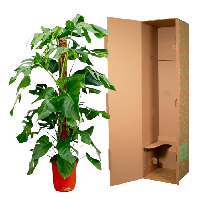 Monstera Pertusum - 130 Cm - Ø24