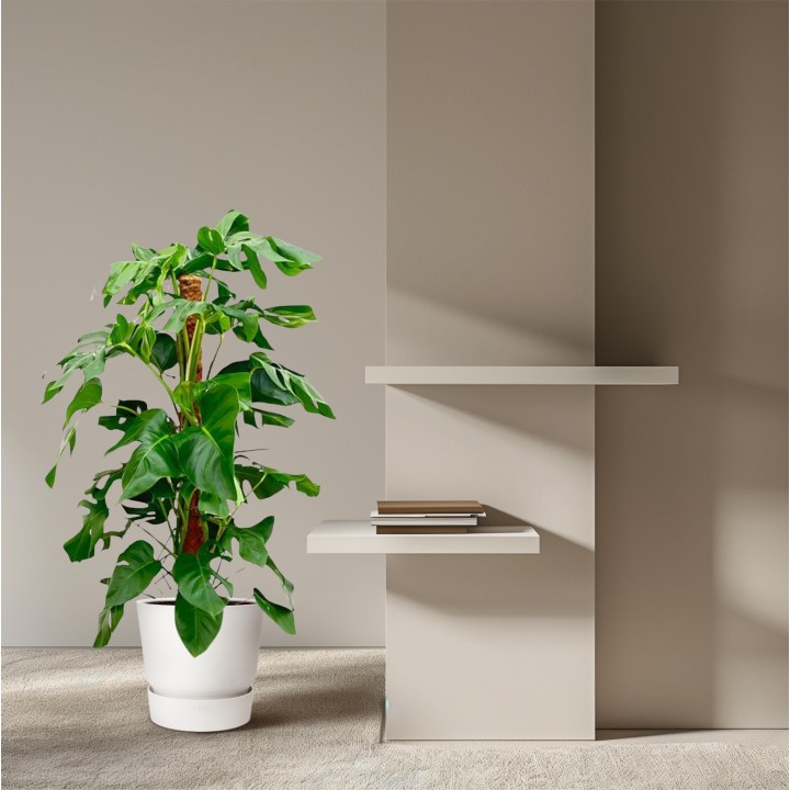 Monstera Pertusum - 130 Cm - Ø24