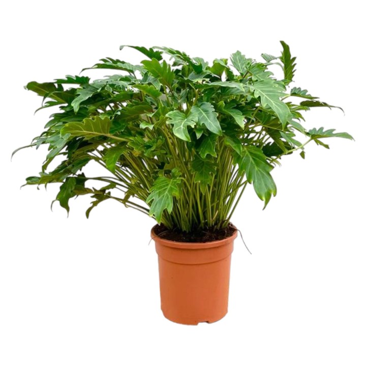 Philodendron Xanadu - 80 Cm - Ø27