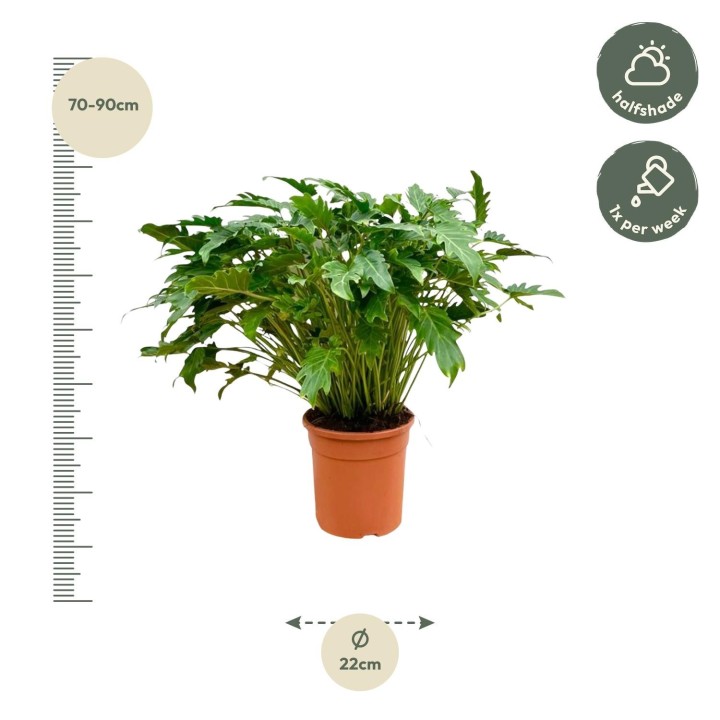 Philodendron Xanadu - 80 Cm - Ø27