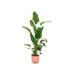 Combi Deal - Strelitzia Nicolai incluant Elho Vibes pliée ronde Ø30 - 160 Cm