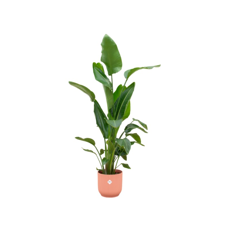 Combi Deal - Strelitzia Nicolai incluant Elho Vibes pliée ronde Ø30 - 160 Cm