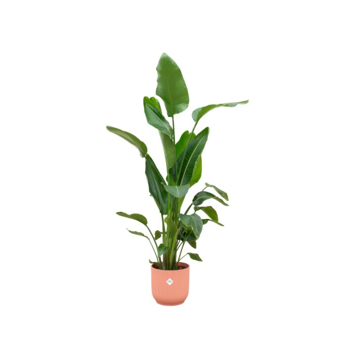 Combi Deal - Strelitzia Nicolai incluant Elho Vibes pliée ronde Ø30 - 160 Cm
