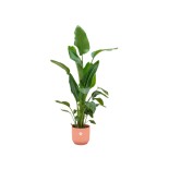 Combi Deal - Strelitzia Nicolai incluant Elho Vibes pliée ronde Ø30 - 160 Cm