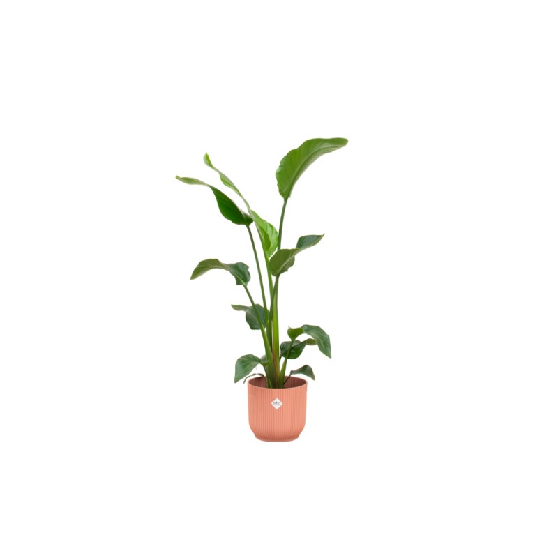 Combi Deal - Strelitzia Nicolai incluant Elho Vibes Plier ronde Ø22 - 100 Cm