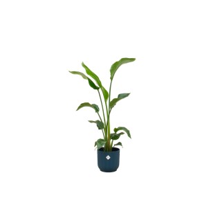 Combi Deal - Strelitzia Nicolai y compris Elho Vibes Plier bleu rond Ø22 - 100 Cm