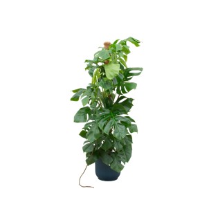 Combi Deal - Monstera Pertusum Xl incluant Elho Vibes Fold Round Blue Ø30 - 150 Cm