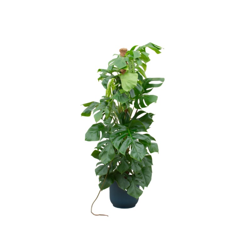 Combi Deal - Monstera Pertusum Xl incluant Elho Vibes Fold Round Blue Ø30 - 150 Cm
