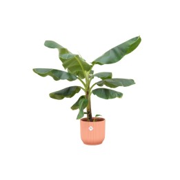 Combi Deal - Bananier (Musa) incluant Elho Vibes pliant ronde Ø22 - 100 Cm