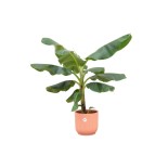 Combi Deal - Bananier (Musa) incluant Elho Vibes pliant ronde Ø22 - 100 Cm