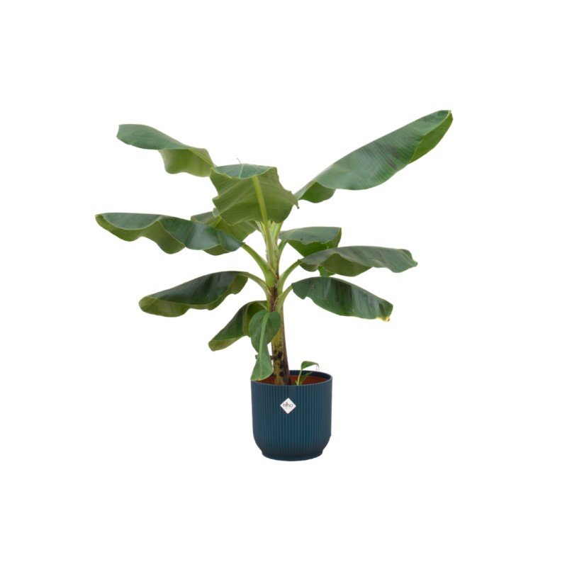 Combi Deal - Bananier (Musa) incluant Elho Vibes Fold Round Blue Ø22 - 100 Cm