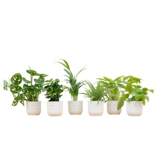 Boîte surprise - 6 plantes y compris Elho Vibes Plier rond Ø14 blanc