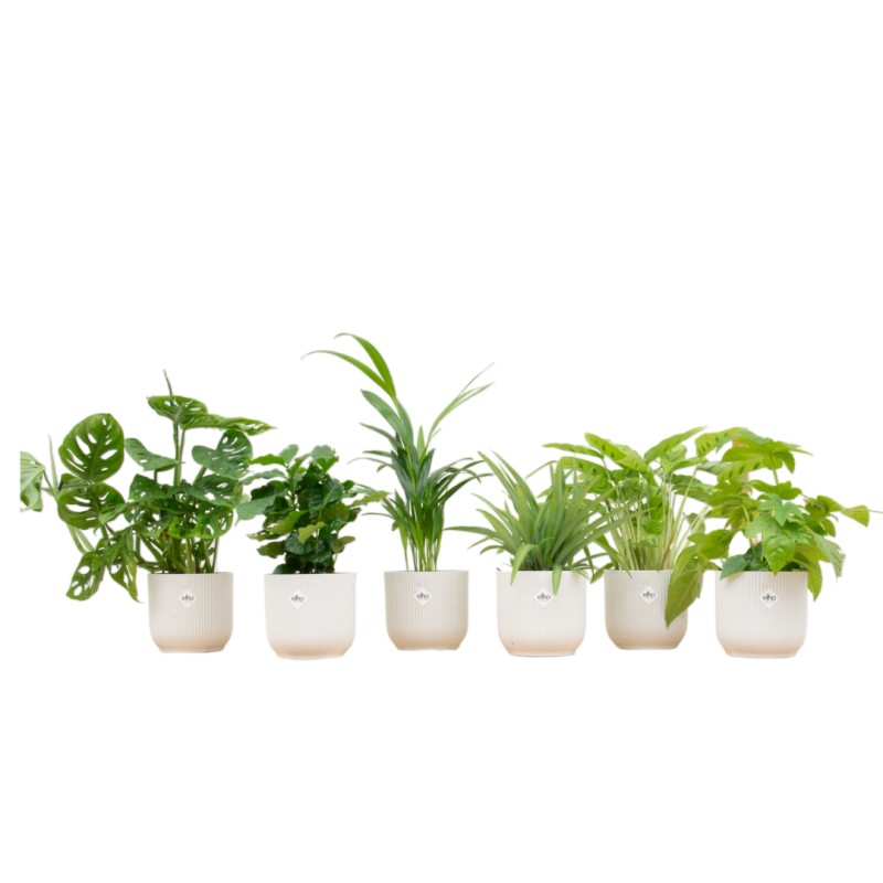 Boîte surprise - 6 plantes y compris Elho Vibes Plier rond Ø14 blanc