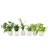 Boîte surprise - 6 plantes y compris Elho Vibes Plier rond Ø14 blanc