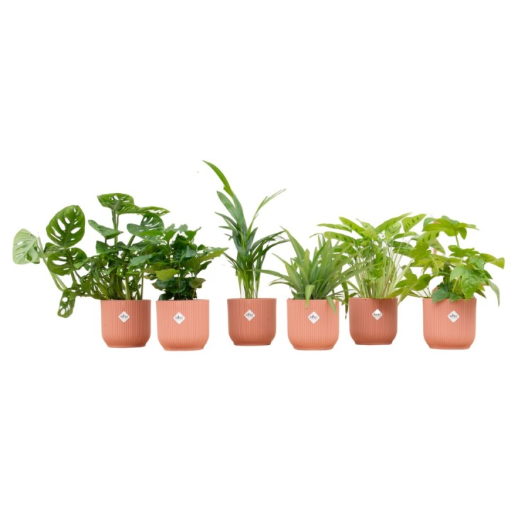 Boîte à surprise - 6 plantes incluant Elho Vibes plier ronde Ø14 Rose