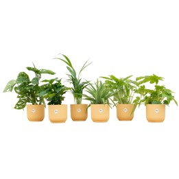 Boîte surprise - 6 plantes incluant Elho Vibes plier rond Ø14 Beurre jaune