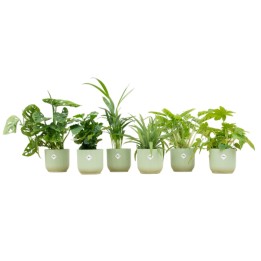 Boîte surprise - 6 plantes incluant Elho Vibes pliant rond Ø14 Sorbet vert