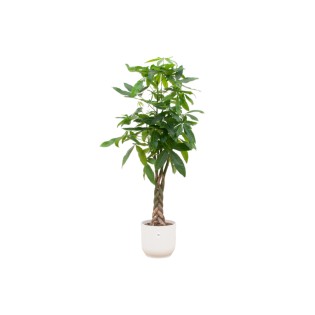 Combi Deal - Pachira Aquatica incluant Elho Vibes Plier blanc Ø30 - 160 Cm