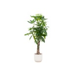 Combi Deal - Pachira Aquatica incluant Elho Vibes Plier blanc Ø30 - 160 Cm