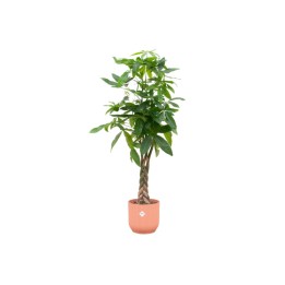 Combi Deal - Pachira Aquatica incluant Elho Vibes Plier ronde Ø30 - 160 Cm