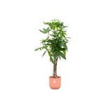 Combi Deal - Pachira Aquatica incluant Elho Vibes Plier ronde Ø30 - 160 Cm