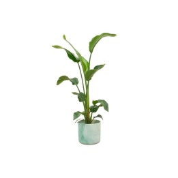 Combi Deal - Strelitzia Nicolai incluant Elho Ocean Round Pacifique Vert Ø22 - 100 Cm