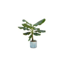 Combi Deal - Bananier  (Musa) y compris Ocean Round Atlantique Bleu Ø22 - 100 Cm