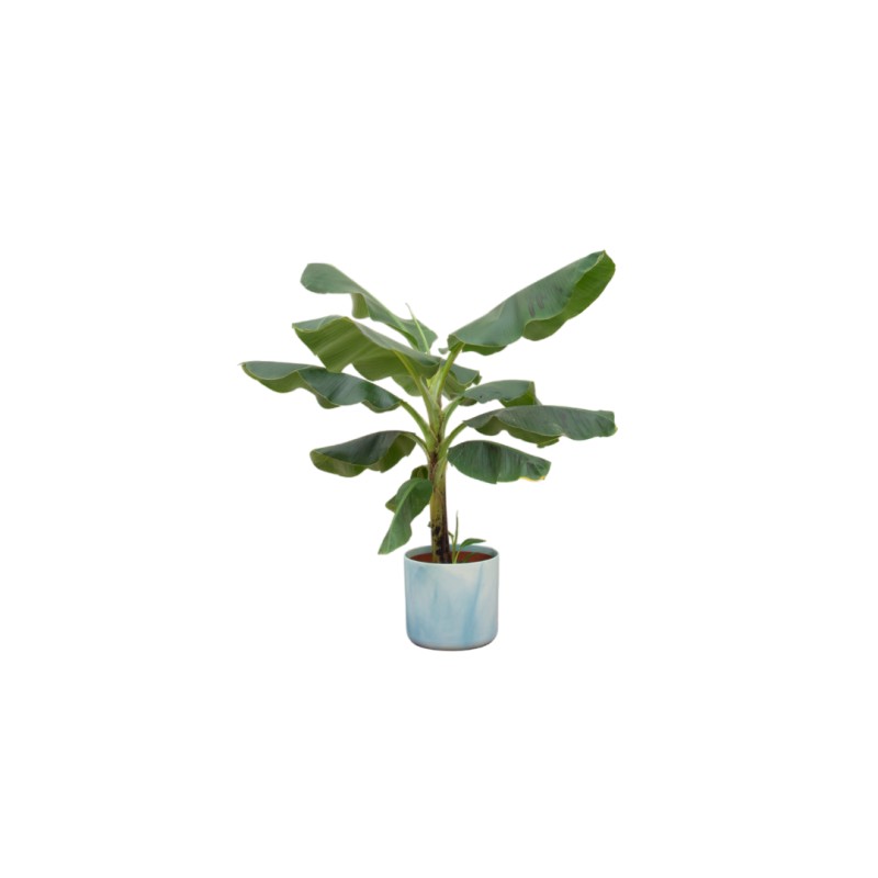Combi Deal - Bananier  (Musa) y compris Ocean Round Atlantique Bleu Ø22 - 100 Cm