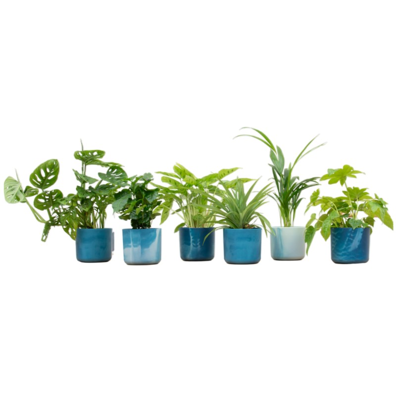 Boîte surprise - 6 plantes incluant Elho Ocean Round Atlantic Blue Ø14