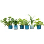 Boîte surprise - 6 plantes incluant Elho Ocean Round Atlantic Blue Ø14
