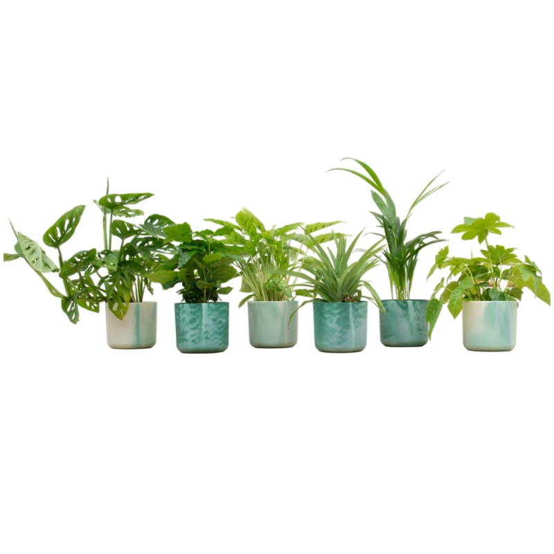 Boîte surprise - 6 plantes, y compris Elho Ocean Round Pacific Green Ø14