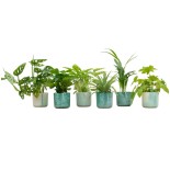 Boîte surprise - 6 plantes, y compris Elho Ocean Round Pacific Green Ø14