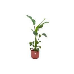 Combi Deal - Strelitzia Nicolai incluant Elho Jazz Rond Rouge Ø23 - 100 Cm