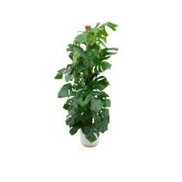 Combi Deal - Monstera Pertusum Xl incluant Elho Jazz Round Blanc Ø26 - 150 Cm