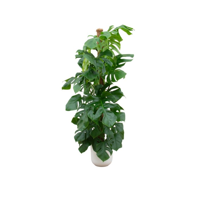 Combi Deal - Monstera Pertusum Xl incluant Elho Jazz Round Blanc Ø26 - 150 Cm