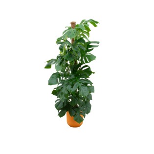 Combi Deal - Monstera Pertusum Xl incluant Elho Jazz Round Yellow Ø26 - 150 Cm