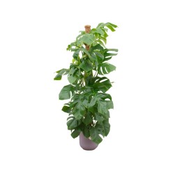 Combi Deal - Monstera Pertusum Xl incluant Elho Jazz Round Lilac Ø26 - 150 Cm
