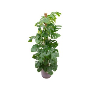 Combi Deal - Monstera Pertusum Xl incluant Elho Jazz Round Lilac Ø26 - 150 Cm