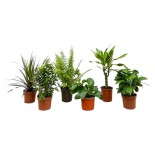 Boîte surprise - 6 plantes - 20-40 cm - Ø12
