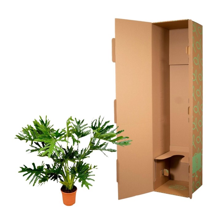 Philodendron Selloum - 100 Cm - Ø24