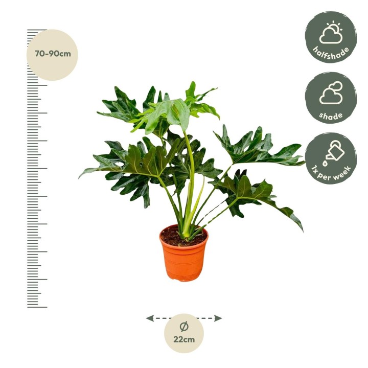 Philodendron Selloum - 60 Cm - Ø22