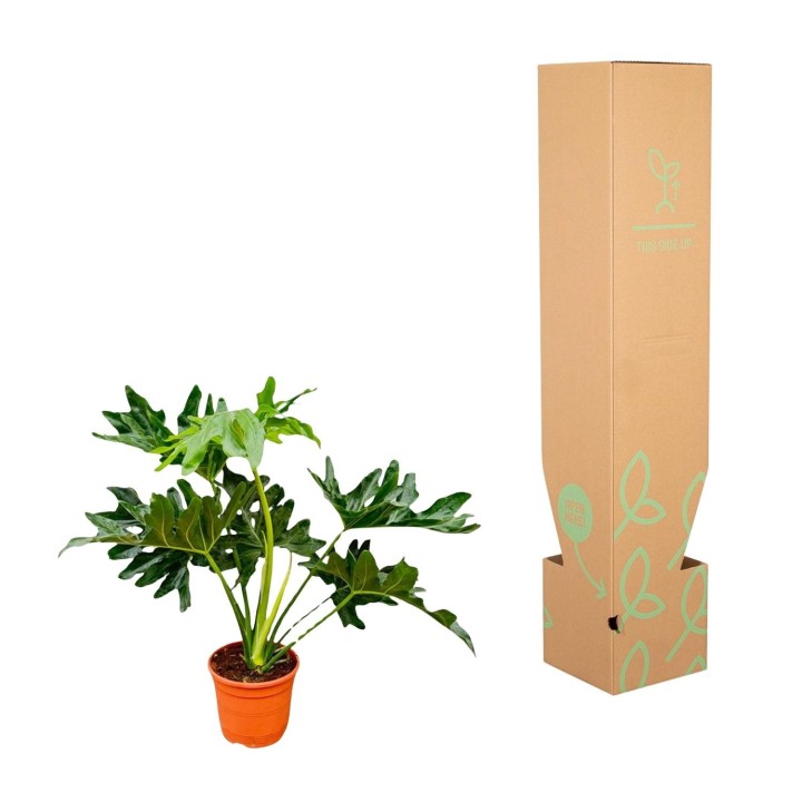 Philodendron Selloum - 60 Cm - Ø22