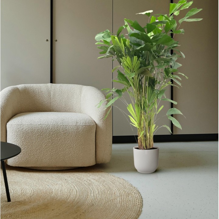 Caryota Mitis - 150 Cm - Ø24