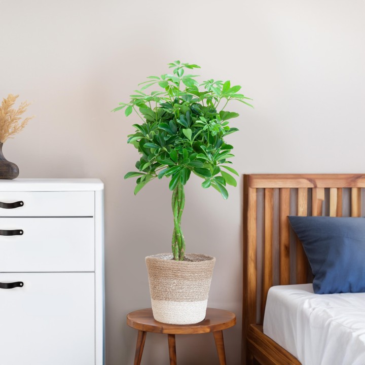 Schefflera Arab Nora With Basket Lissabon White   - 70Cm - Ø21