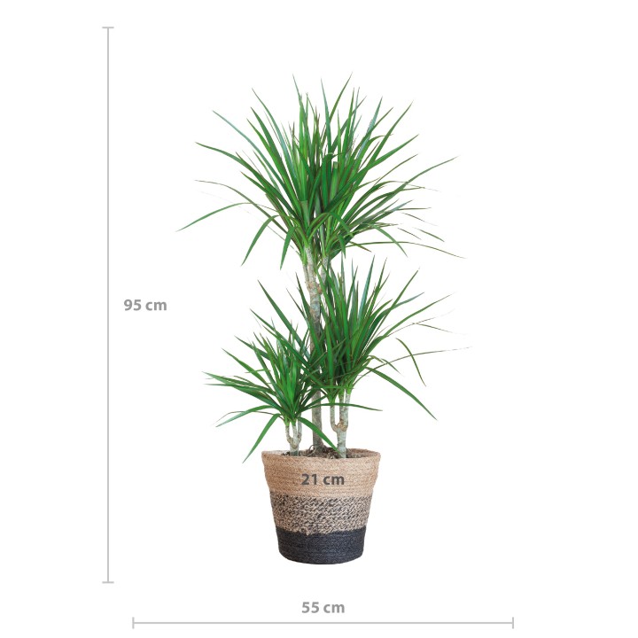 Dracaena Marginata With Lissabon With Lissabon Black - 95Cm - Ø21
